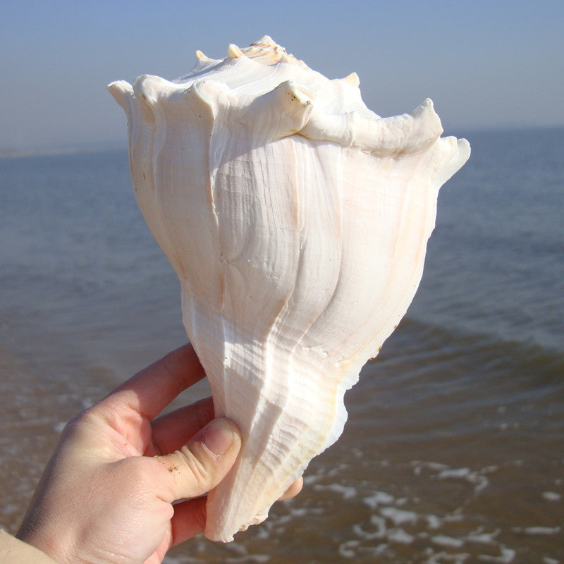 Natural Levonio Snails Transfer To Help Wealth Buddhist Worship